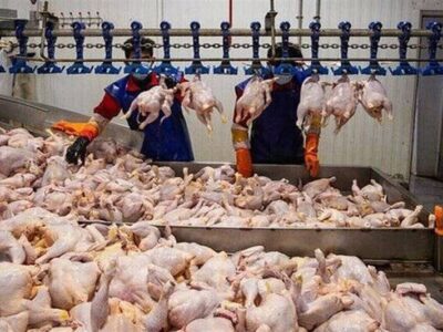 کاهش قیمت مرغ به ۲۴۰ هزار تومان
